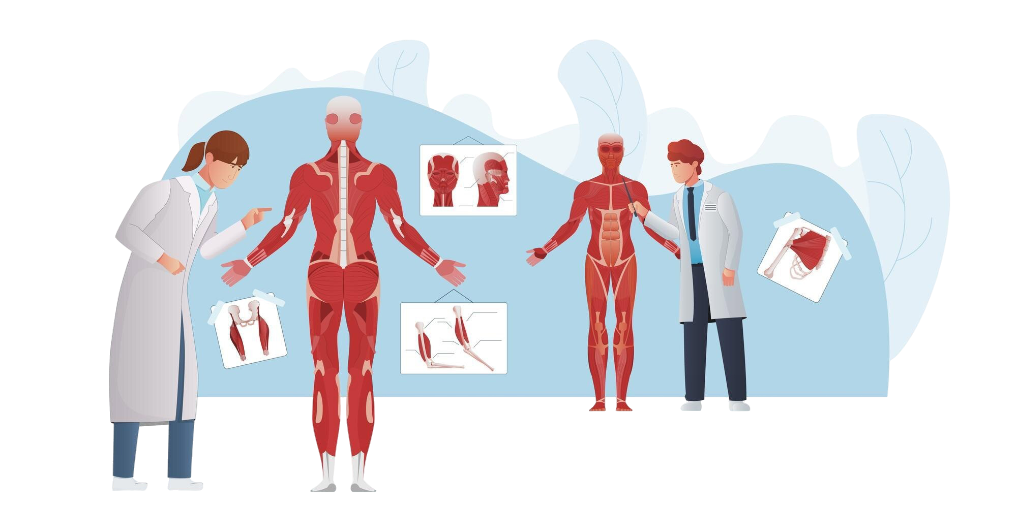 Body Muscle Suite