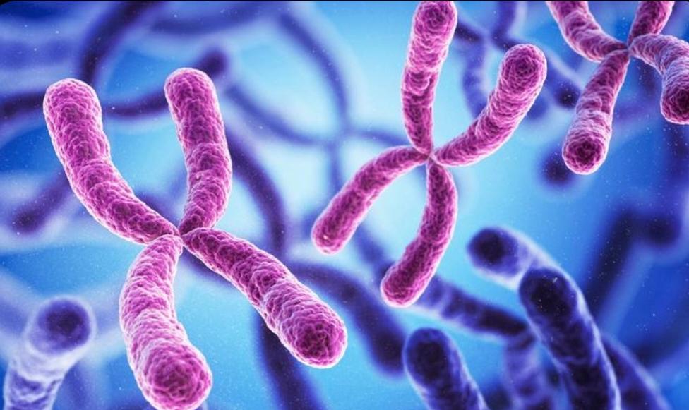 DNA Strand